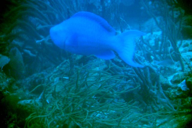 Fish